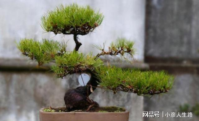 松树盆景上盆做好几个关键点树桩长势旺好造型(图3)