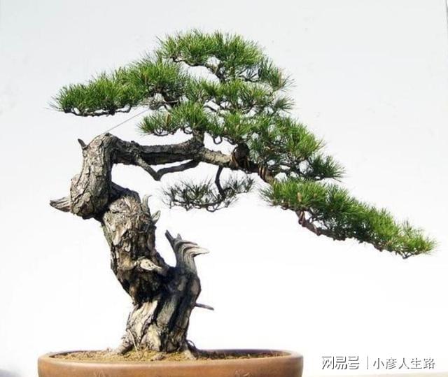 松树盆景上盆做好几个关键点树桩长势旺好造型(图1)