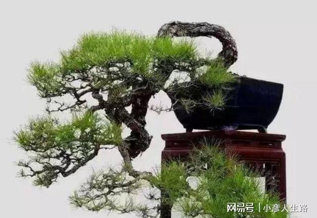 松树盆景上盆做好几个关键点树桩长势旺好造型(图4)