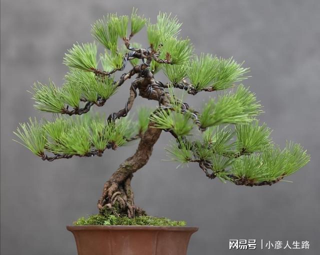 松树盆景上盆做好几个关键点树桩长势旺好造型(图6)