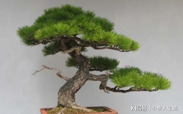 松树盆景上盆做好几个关键点树桩长势旺好造型(图2)