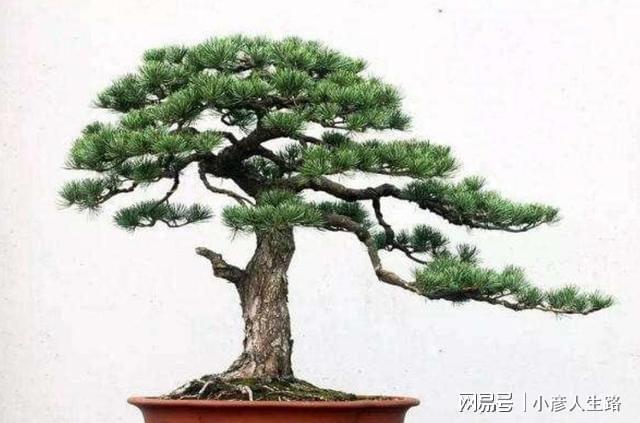 松树盆景上盆做好几个关键点树桩长势旺好造型(图5)