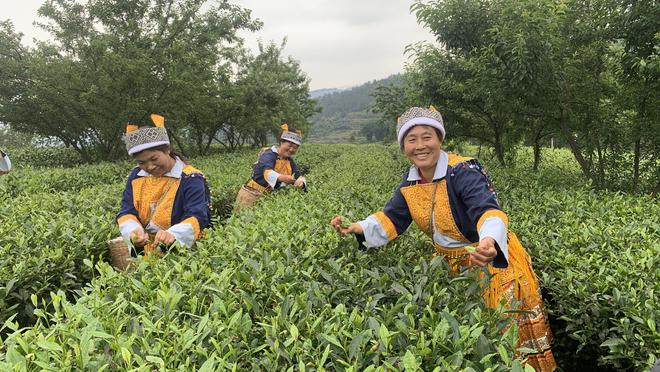 金勒马嘶芳草地建新茶香翡翠珠鲜为人知的泸州古蔺高山佳茗(图2)