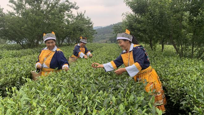 金勒马嘶芳草地建新茶香翡翠珠鲜为人知的泸州古蔺高山佳茗(图1)