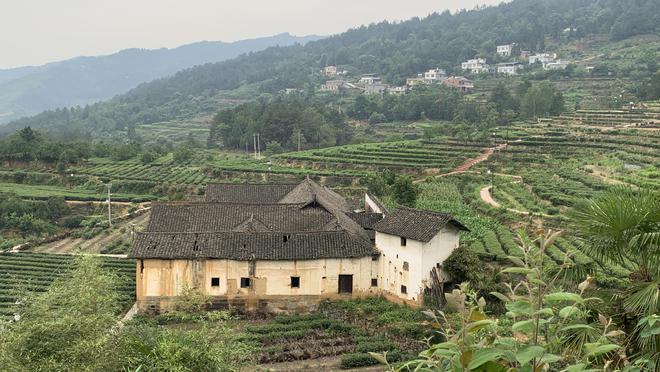 金勒马嘶芳草地建新茶香翡翠珠鲜为人知的泸州古蔺高山佳茗(图4)