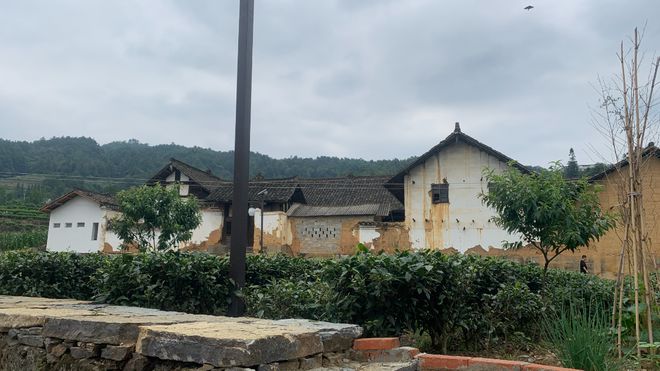 金勒马嘶芳草地建新茶香翡翠珠鲜为人知的泸州古蔺高山佳茗(图5)