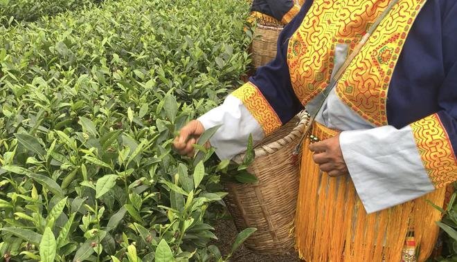 金勒马嘶芳草地建新茶香翡翠珠鲜为人知的泸州古蔺高山佳茗(图7)