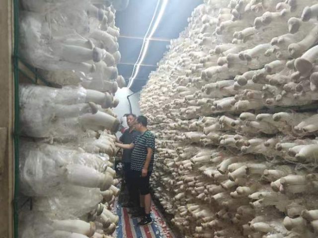 智力援助解难题循环产业建新功——国家产业技术体系岗站联动到新疆建设兵团技术服务(图2)