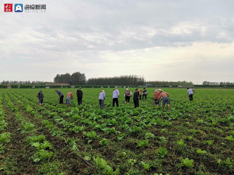 丰收看胶州走进生态胶河源 胶州的“黑”与“白”就在这(图1)