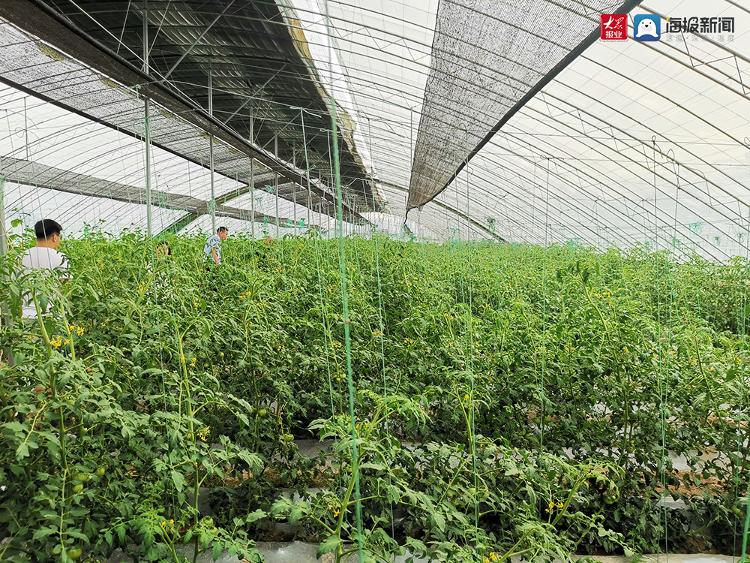 丰收看胶州走进生态胶河源 胶州的“黑”与“白”就在这(图2)
