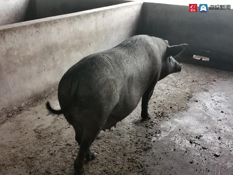 丰收看胶州走进生态胶河源 胶州的“黑”与“白”就在这(图3)