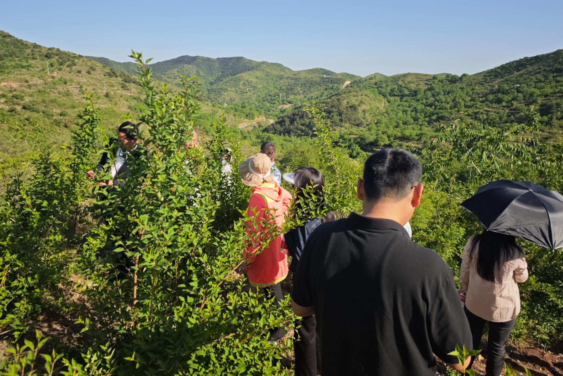 从源头提升中药质量 以岭药业连翘种植基地通过GAP延伸检查(图1)